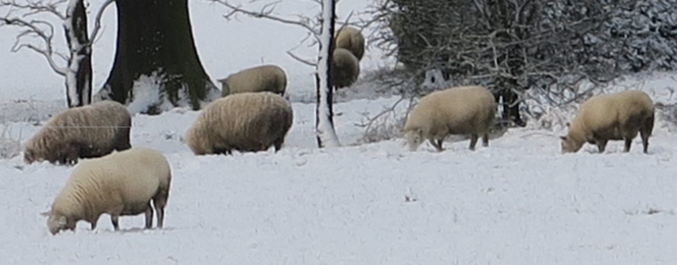 more sheep in snow